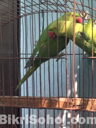 Indian ringneck pair